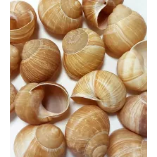 Escargots de Bourgogne naturels 8/12 (4/4)
