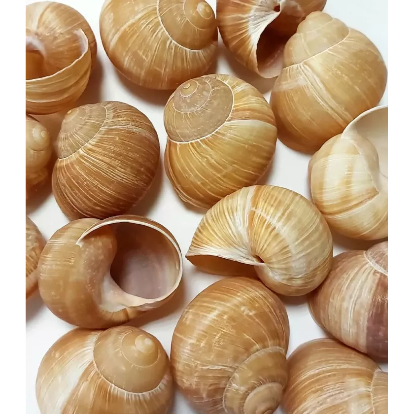 Escargots de Bourgogne naturels 8/12 (4/4)