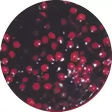 Sauce cerises Qualite d'Or