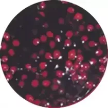 Sauce cerises Qualite d'Or